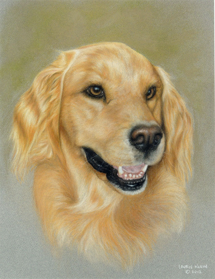 Lucy - Golden Retriever Portrait
